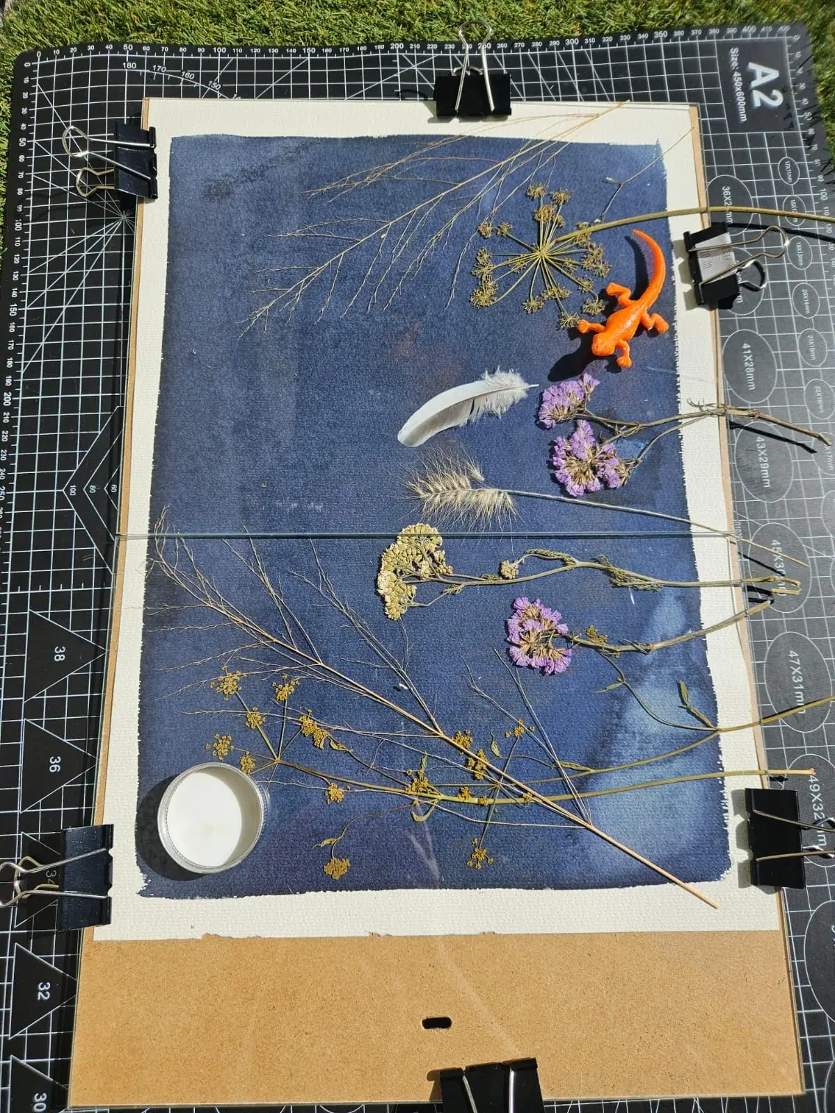 Composition végétale pour cyanotype